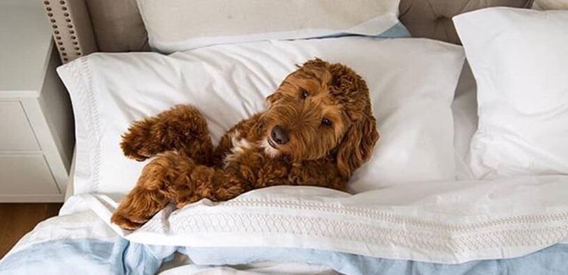 bed-sheets-covering-dog