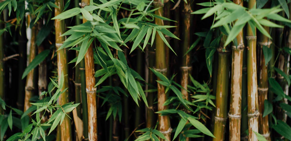 Bamboo and You: The Benefits of Bamboo Sheets