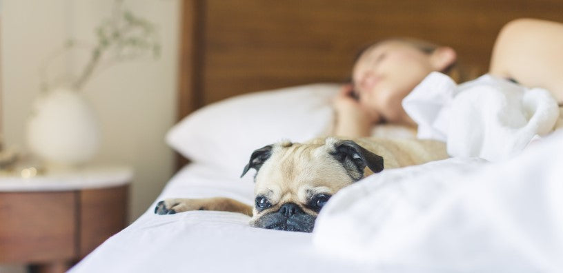 How to Manage Pet Allergies in the Home